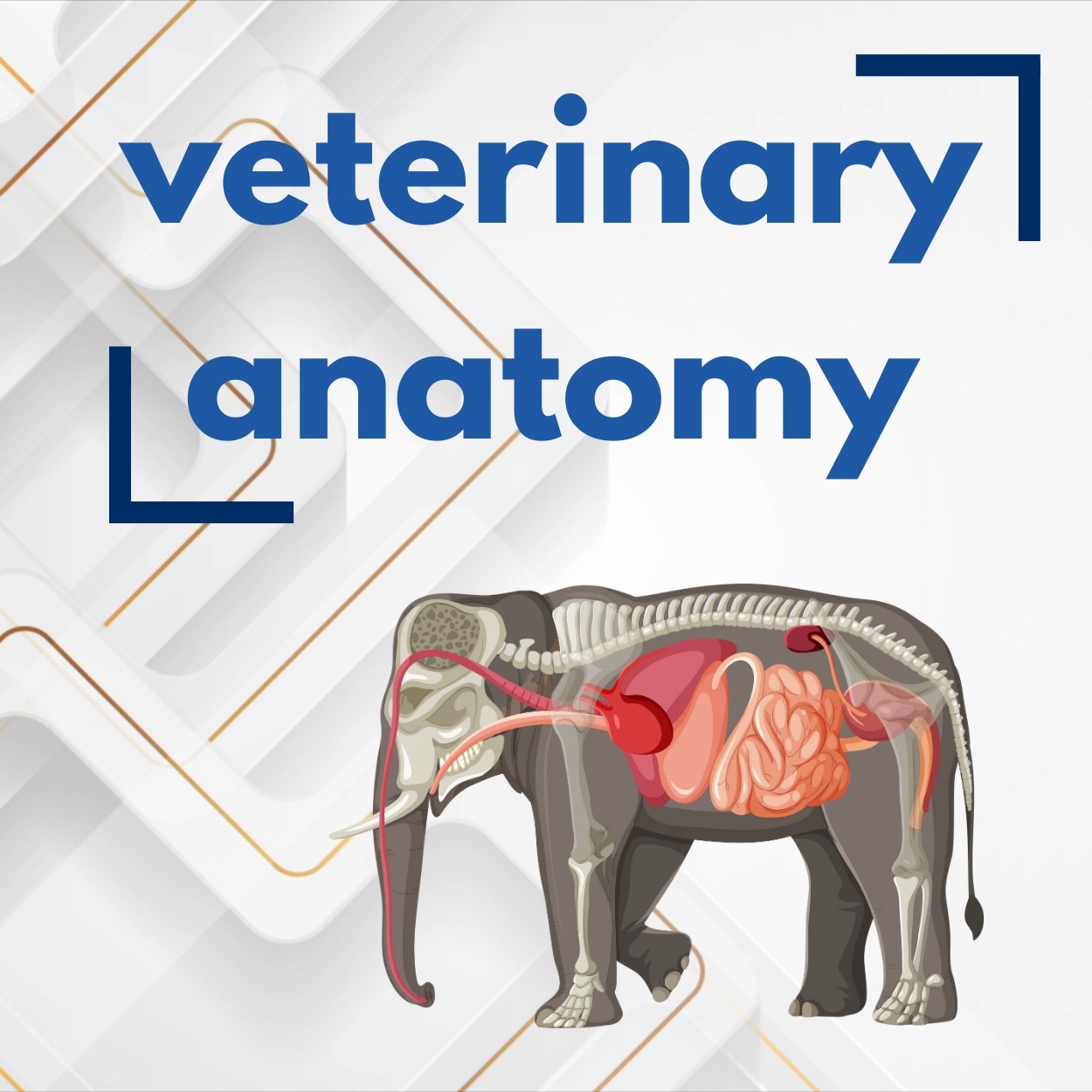 Veterinary Anatomy